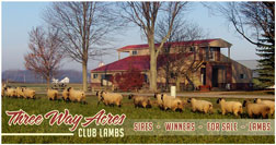 Three Way Acres